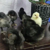 جوجه برهما سه روزه