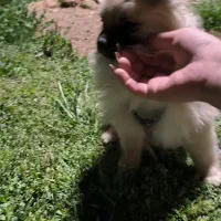 سگ|سگ|شیراز, شهرک والفجر|دیوار