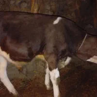 گوساله اصل سیمنتال بالای ۲۳۰کیلو ۷ماهه|حیوانات مزرعه|اهر, |دیوار