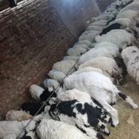 بزرگترین مرکز فروش گوسفند تفتان