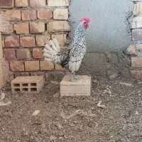 خروس سیبرایت پولک منظم