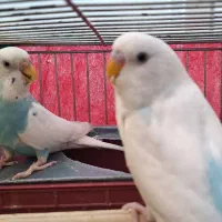 مرغ عشق جفت خورده و زیبا و آماده