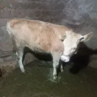 گاو ماده
