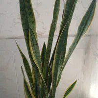 گیاه اپارتمانی|گل و گیاه طبیعی|قم, انسجام|دیوار