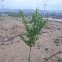 زمین-خوشمنظر-ازحاشیه-قطعه-دوم