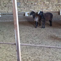 بره ماده|حیوانات مزرعه|اسفرورین, |دیوار