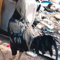 مرغ و خروس لاری ترک