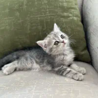 واگذاری بچه گربه اسکاتیش آنفولد (تبی گلد)|گربه|سنندج, |دیوار