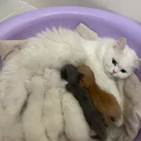 بچه گربه پرشین دال فیس|گربه|محمدشهر, شهرک پیام (مهرالبرز)|دیوار