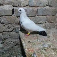 سار ماده و دم سیاه ماده و کلاغ|پرنده|مشهد, کارمندان دوم|دیوار