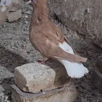 دم سفید ماده