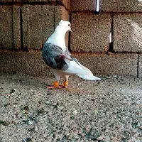 کفتر دوتا بهبهونی نقش بی عیب