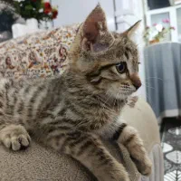 گربه نازو خوشگل