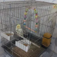 عروس هلندی زیر قیمت