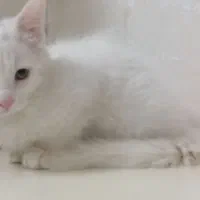 بچه گربه سفید پشمالو ترکیش