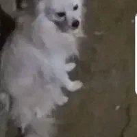 سگ پامر|سگ|زارچ, |دیوار