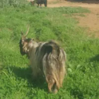 بز و بیگ داشتی