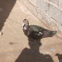 اردک خارجی|حیوانات مزرعه|هامون, |دیوار