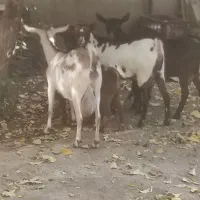 فروش بز صلاله بزغاله دار و ابستن