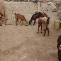 بز ماده|حیوانات مزرعه|زابل, |دیوار