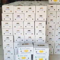 پخش زنجبیل درجه 1 ، بار نو