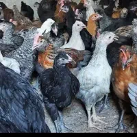 جوجه . مرغ خروس محلی اصل اصل اصل 700گرمی شیراز