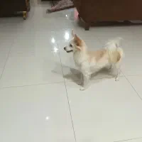 سگ اشپبتز پامر