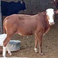 گوساله نر در رامهرمز