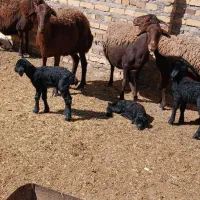 ۴راس میش زایده