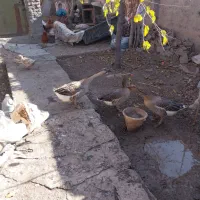 فروش غاز و اردک|حیوانات مزرعه|اردبیل, |دیوار