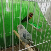 کوتوله برزیلی