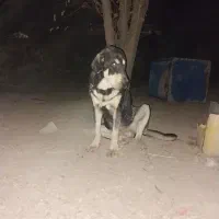 پژدر اصل با رنگ خاص و شجره