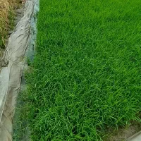 تیم بینام کشت دوم آماده نشا متری ۴۰ تومن