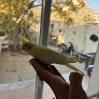 عروس هلندی سالم و سرحال