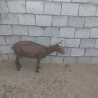 بز مور سیا