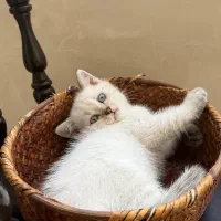 گربه بریتیش چاکلت پوینت
