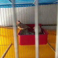فنج|پرنده|اصفهان, شمس آباد|دیوار