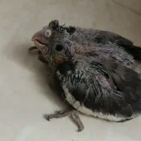 جوجه