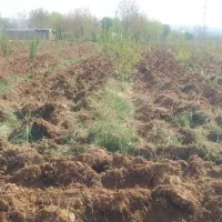 فروش-باغ-میوه