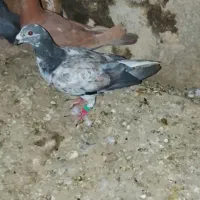 یک کفتر خوب