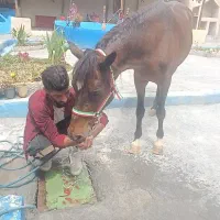 فروش مادیون سه سال|اسب و تجهیزات اسب‌سواری|رودشت (چهارمحال و بختیاری), |دیوار