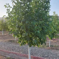 باغ|فروش دفتر صنعتی، کشاورزی، تجاری|دورود, |دیوار