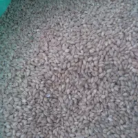 گندم‌کوهدشت|خوردنی و آشامیدنی|مانه, |دیوار