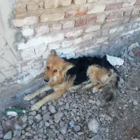 سگ پیداشده محدوده جهاد