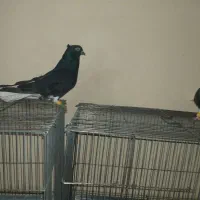 اشعل سیاه|پرنده|بندر امام خمینی, |دیوار