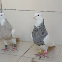 طوقی|پرنده|پیر بکران, |دیوار