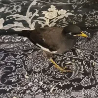مرغ مینا گمشده