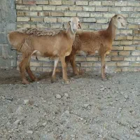 بره ماده چینی