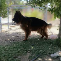 سگ ژرمن شولاین