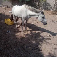 اسب مادیان ارام|اسب و تجهیزات اسب‌سواری|قشم, |دیوار